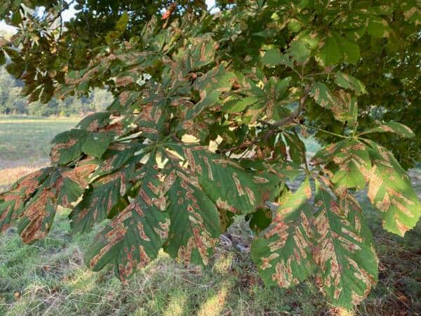 A Horse Chestnut tree, with leaves already starting to yellow and fall, many of them mottled with ugly brown markings